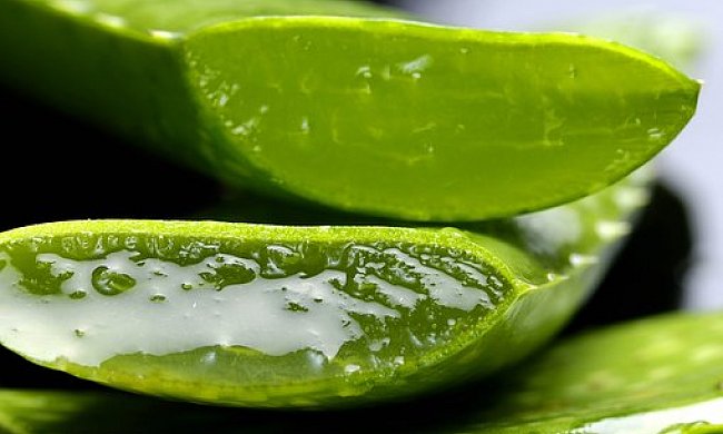 Zázračná, víceúčelová léčivka, kterou máte možná doma! Znáte účinky ALOE VERA?