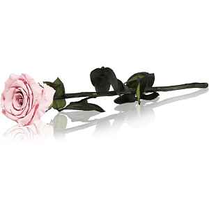 RoseAmor Pink stabilizovaná růže na stonku 30 cm 1 ks
