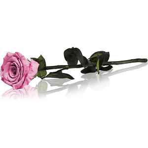 RoseAmor Pink stabilizovaná růže na stonku 30 cm 1 ks