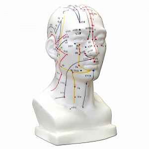 Hwato Akupunkturní model hlavy, 19 cm