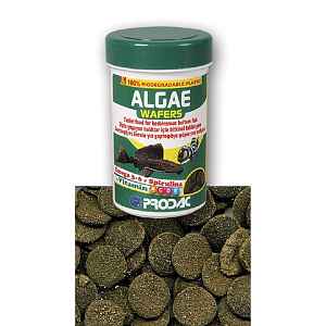 Krmivo pro ryby Prodac Algae Wafers 50 g