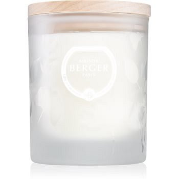 Maison Berger Paris Aroma Focus vonná svíčka Aromatic Leaves 180 g