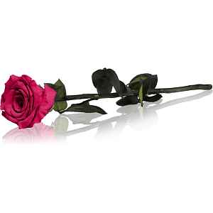 RoseAmor Fuchsia stabilizovaná růže na stonku 30 cm 1 ks