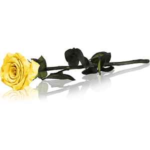 RoseAmor Yellow stabilizovaná růže na stonku 30 cm 1 ks